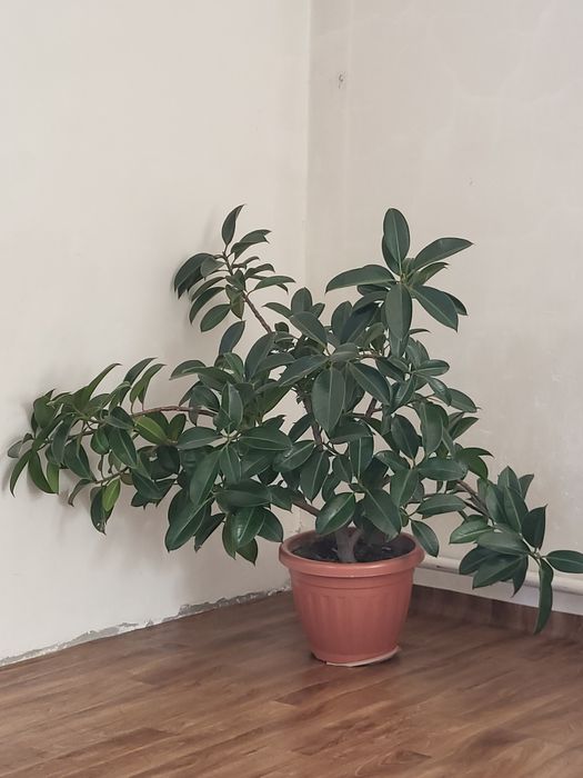 Продам цветок фикус