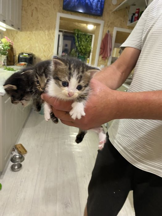 Отдам котят в добрые руки