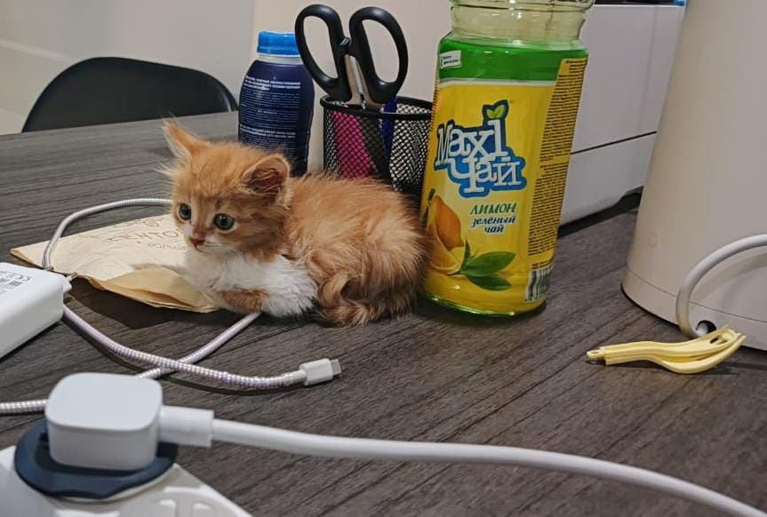 Котенок Рыженкий