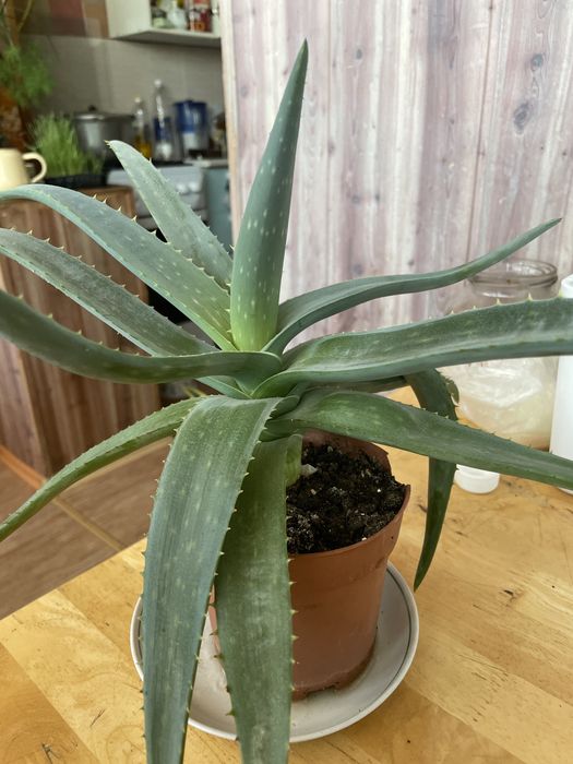 Алоэ вера лечебный