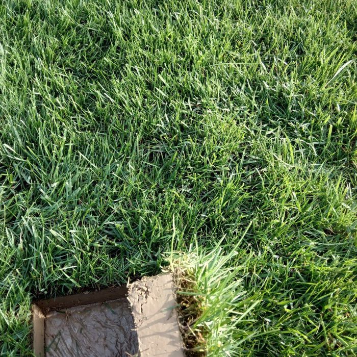 Газон спорт мастер