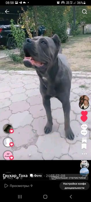 Щенок Кане корсо 2 месяца