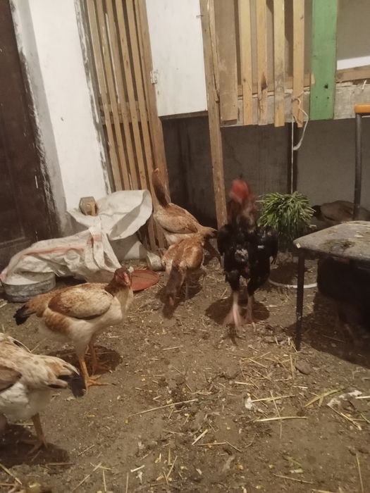 Даканы яйца бойцовские