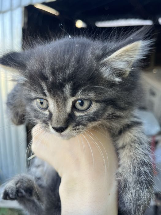 Мальчик. Котенок. Номер: +7 747 897 6449
