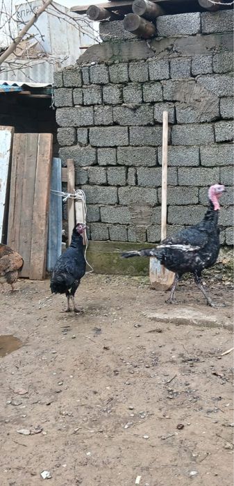 Ундиктер порода гибрид