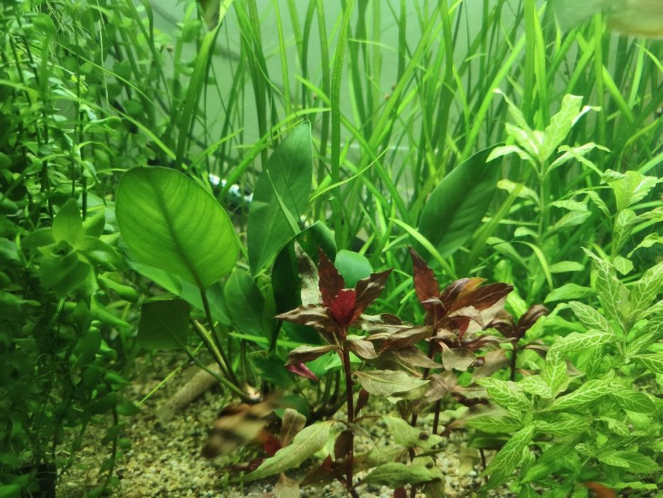 Pești de acvariu și plante