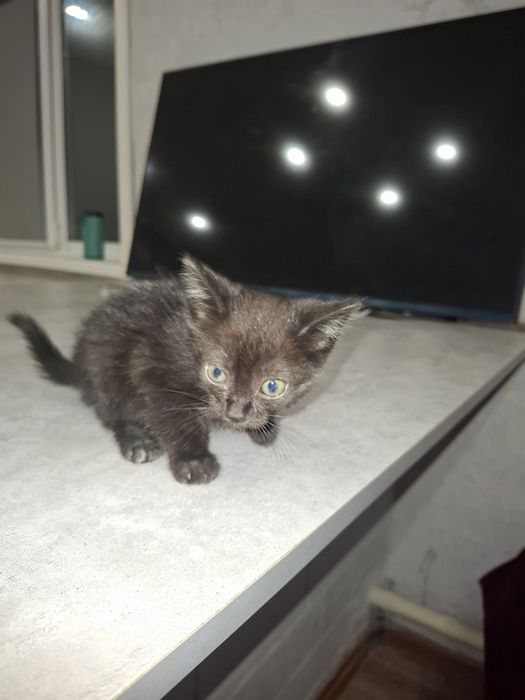 Отдам котят в хорошие руки