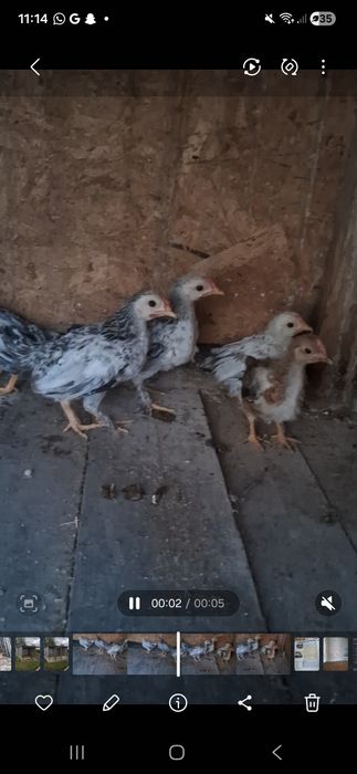 Pui de găină pitica