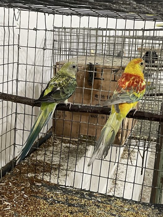 Певчий Атлас папугай