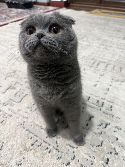 шотландский пародистый кот