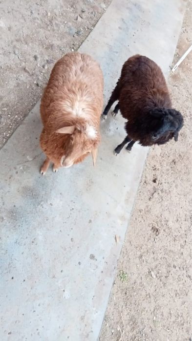 Қой сатылады