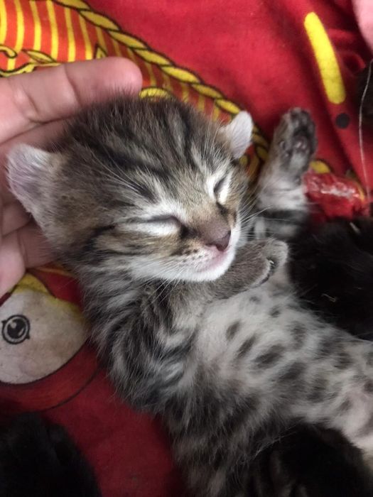 Американский керл