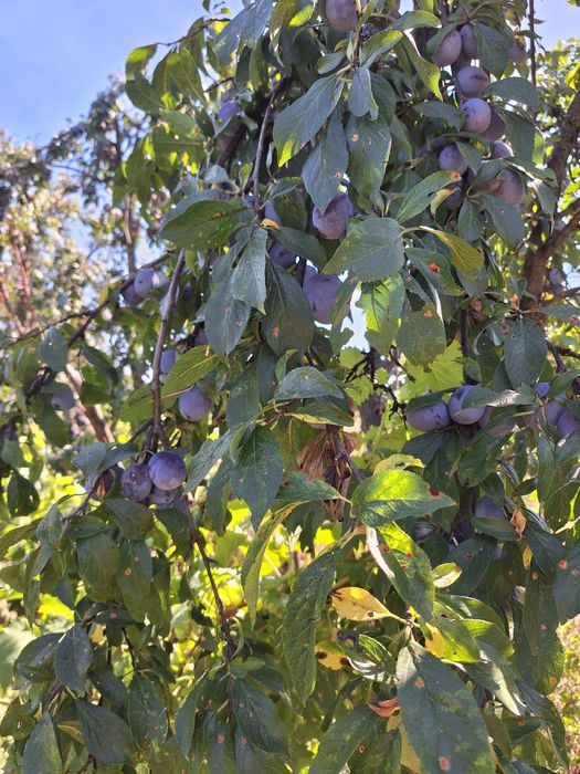 Prune de vanzare