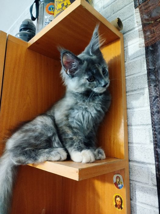 Котята породы Мейн-кун