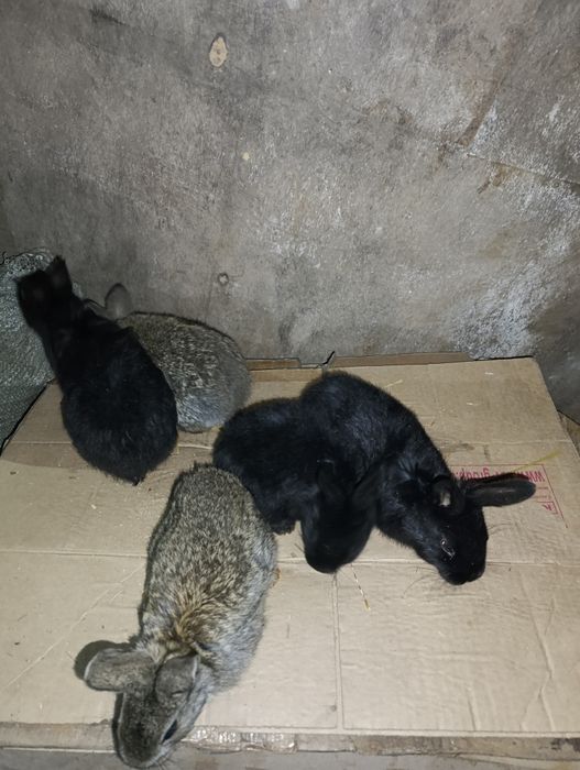 Продам маленьких кроликов