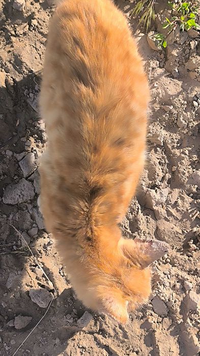 Котик ищет заботливые руки