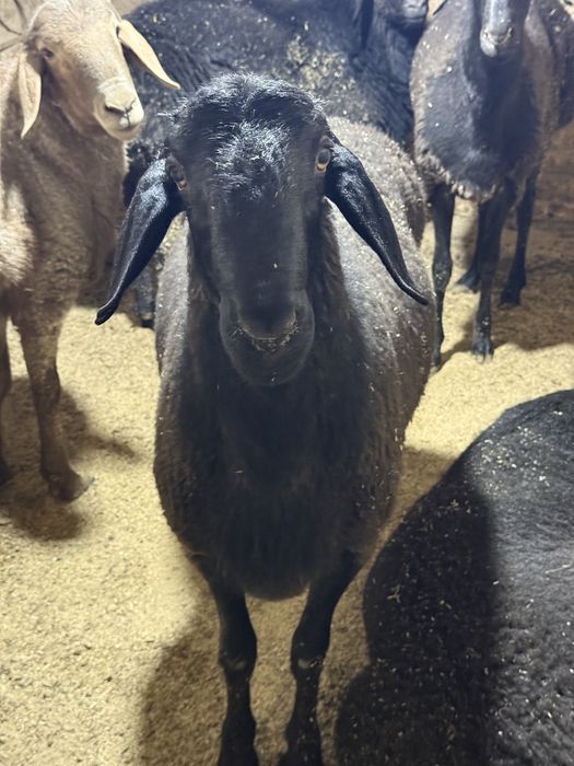 Кой сотилади  срочно