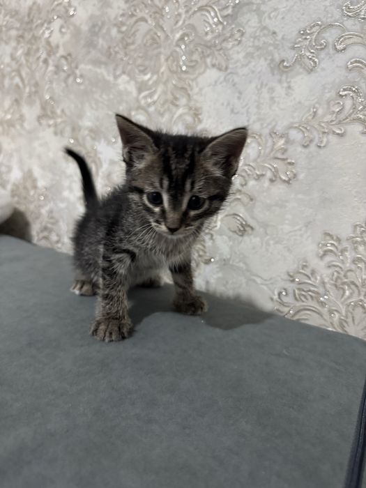 Отдам котенка в добрые руки