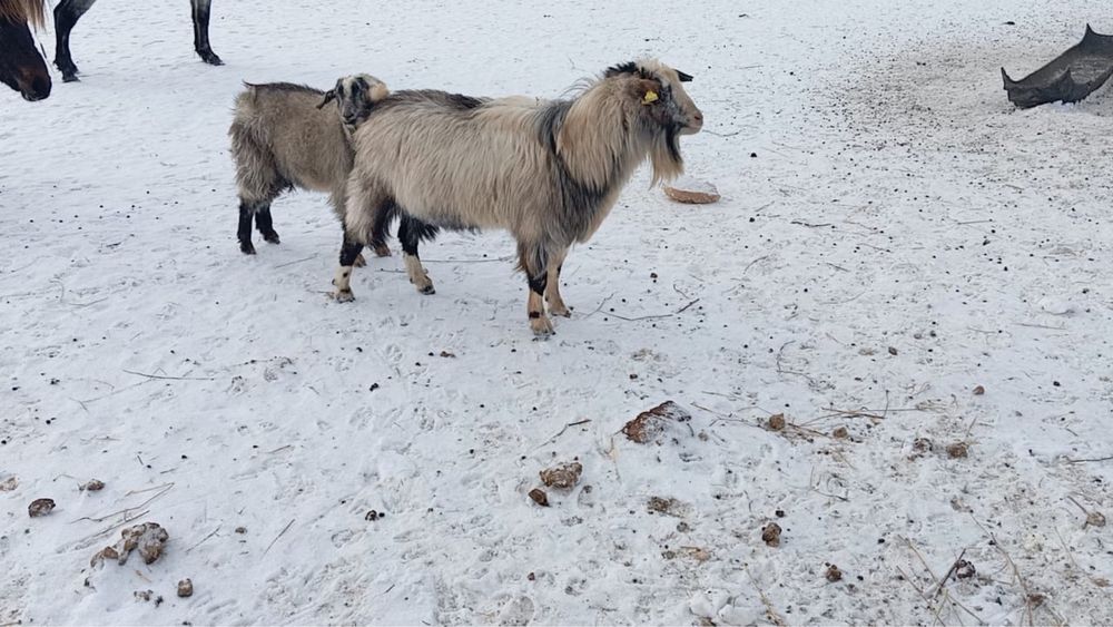 Продам коз.