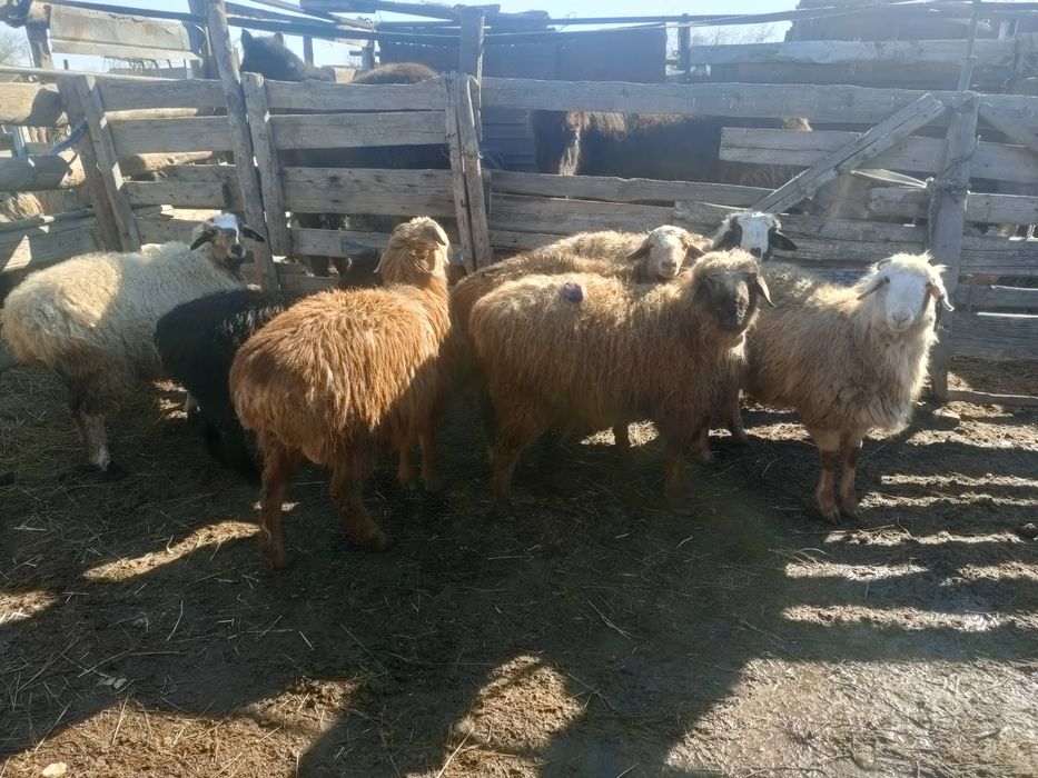 Продам баран , қой астам.