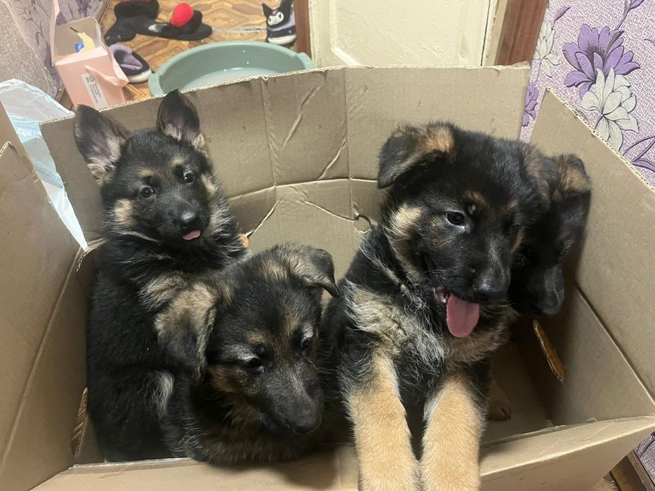 Продам щенков немецкой овчарки