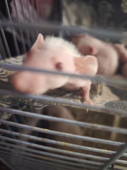 Лысые крысята , морщинки