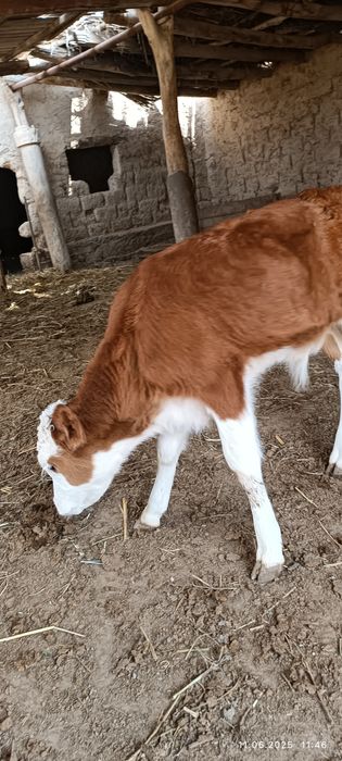 25 кундик бузау сатылады