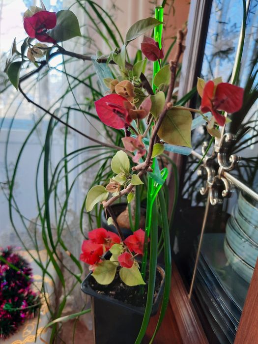 Продам бугенвиллию