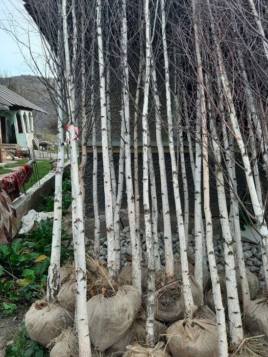 Vindem mesteacăn tei platan stejar frasin paltin etc