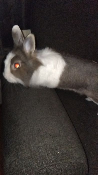 ПОДАРЯВАМ зайка на 9 месеца