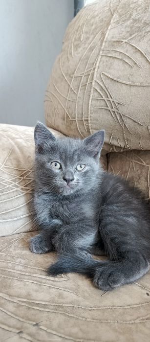 Отдам котят в добрые руки!