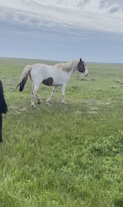 Жылқы, бие 4 жылдық