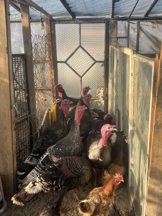 продавам Пуйки Големи