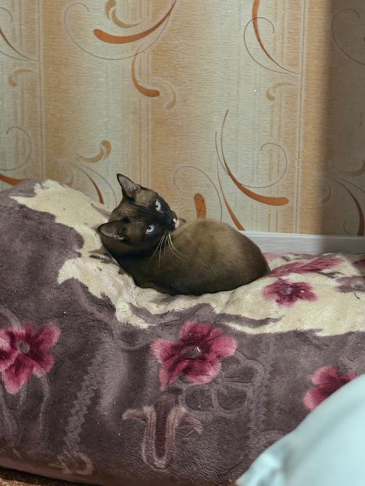 Срочно отдам в добрые руки кошек