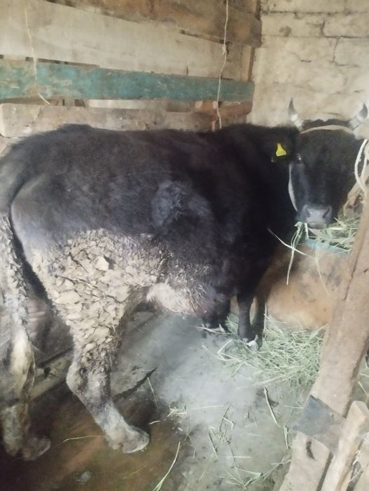 Буаз сиыр сатылады  болатын бағасы 620