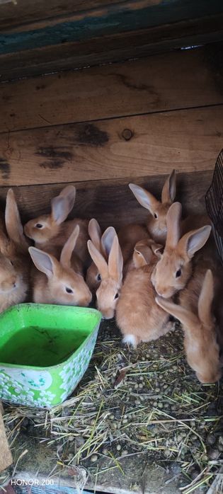 Продам крольчат чистокровные