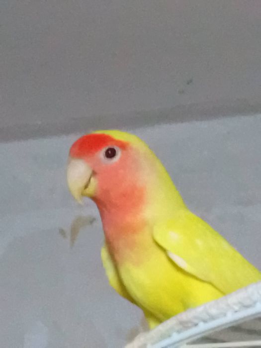 Неразлучники розовощекие