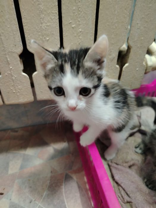 Котята девчата. домашние