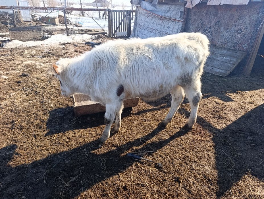 Бычок 10 месяцев