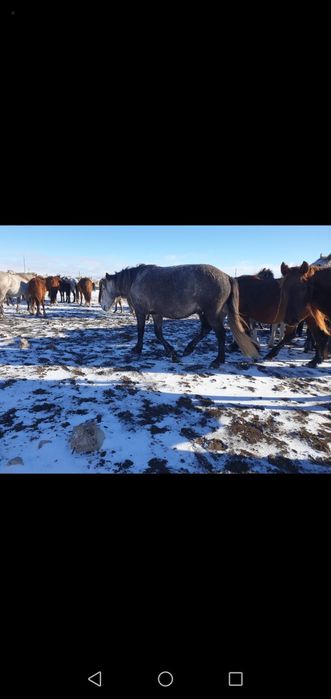 Айғыр сатылады. Хабарласыныздар