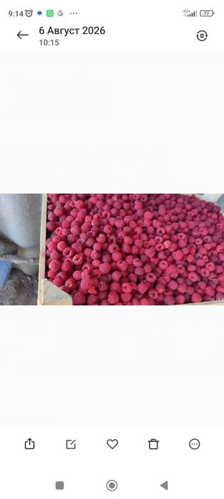 Продам малину свежая с поле