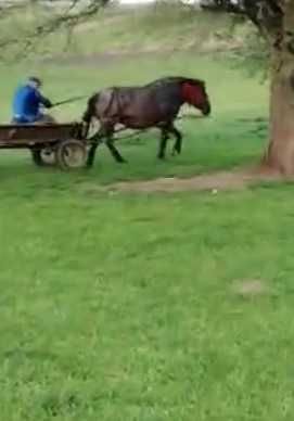 Vând iapa de 8 ani