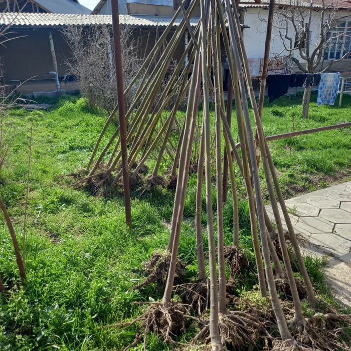 Павловния атборные