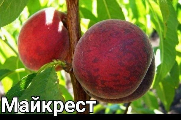 SHOFTOLI kuchatlarini Eng yangi sortlari bor maykris Amerika Vinnus