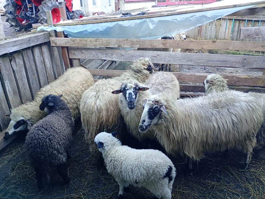 Vând 3 oi cu 3 mile și un berbec