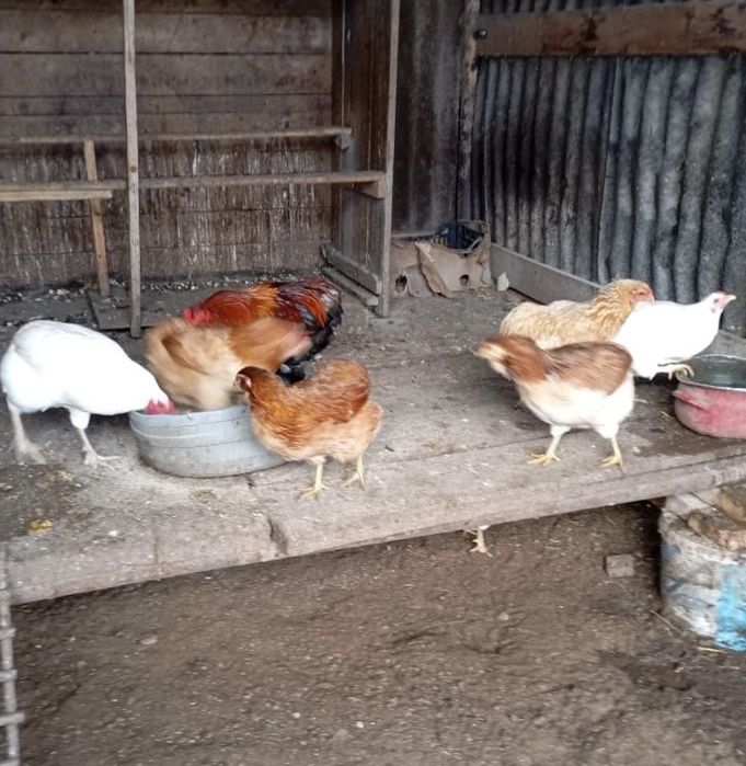 Vand gaini rasa Araucana