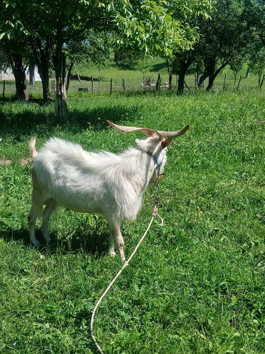 Vând doi  țapi !