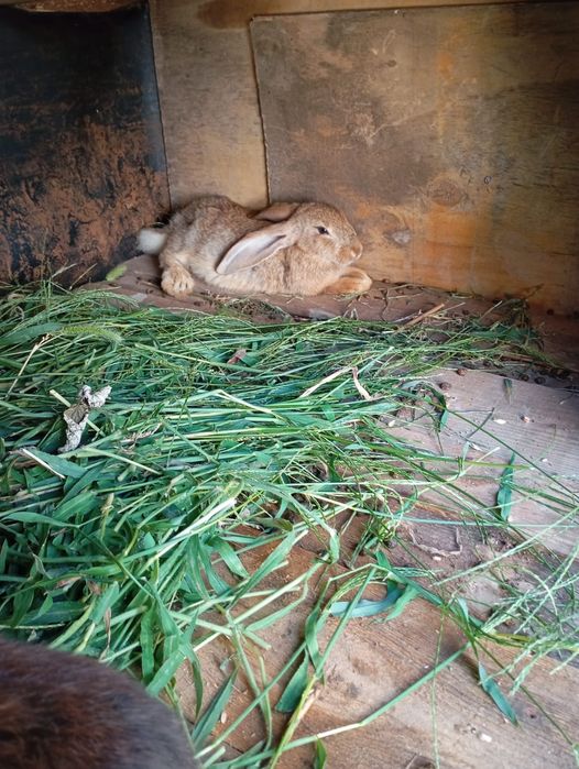 Продаются кролики