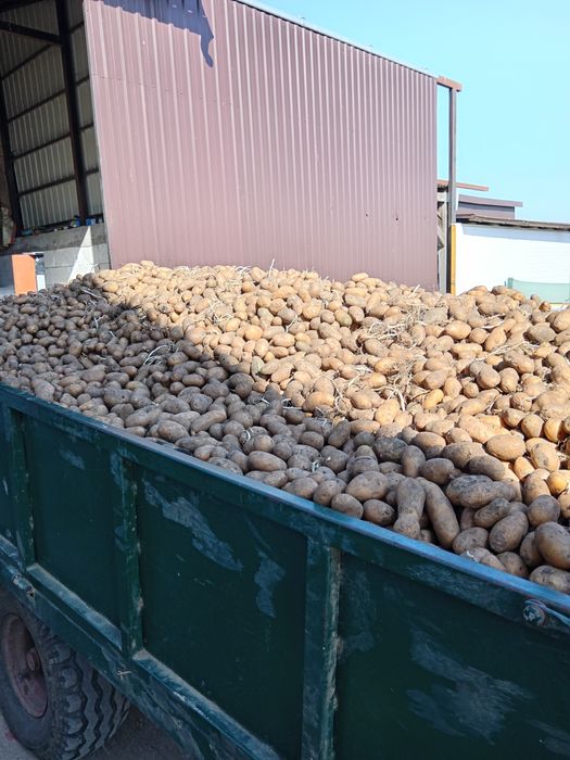 Vând cartofii consum și sămânță!!