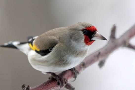 Щегол простушок самец